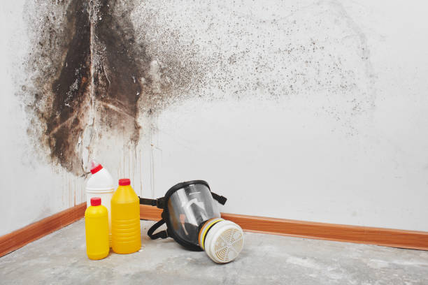 Best Mold Damage Repair  in Woodway, TX
