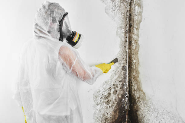 Best Local Mold Removal Service  in Woodway, TX