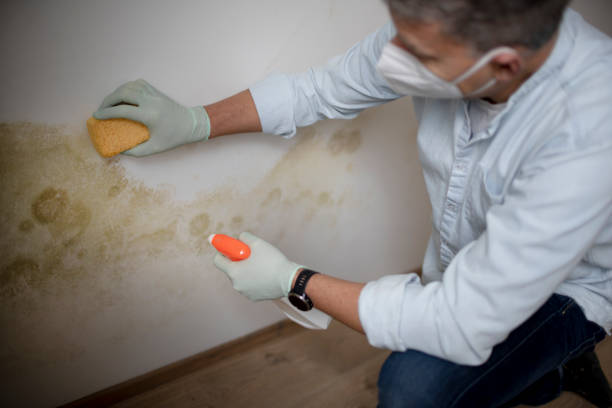 Best Emergency Mold Removal  in Woodway, TX