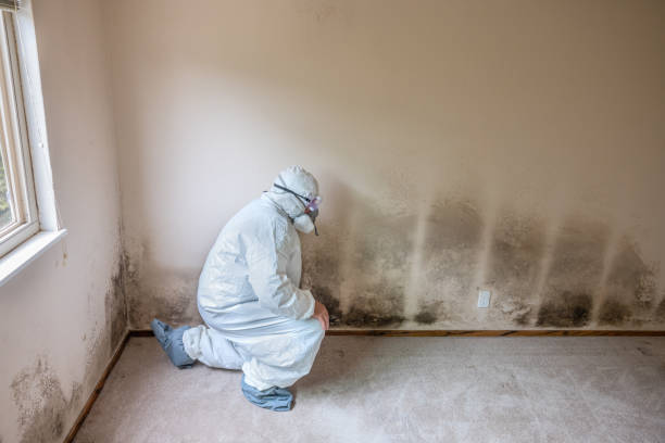 Mold Removal Process in Woodway, TX