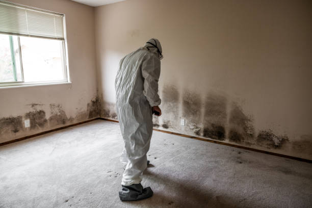 Office Mold Removal Services in Woodway, TX