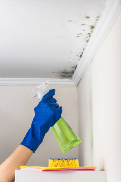 Best Mold Removal and Inspection  in Woodway, TX